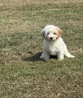 Jade, a female Cavapoo for sale in Athens, AL – 7 of 10