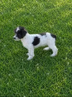 Lexie, a female Poodle - Toy  for sale in Athens, AL – 5 of 8