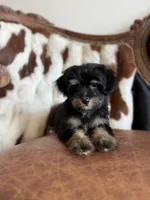 Darla, a female Yorkipoo for sale in Athens, AL – 7 of 10