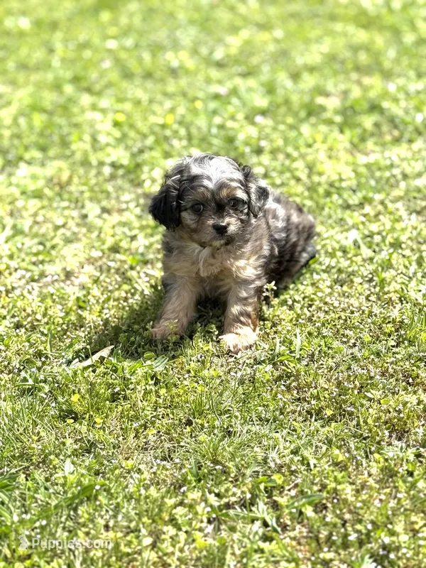 Cash – Cavapoo puppy for sale in Athens, AL