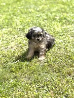 Cash, a male Cavapoo for sale in Athens, AL – Photo 1 of 8