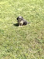 Cash, a male Cavapoo for sale in Athens, AL – Photo 6 of 8