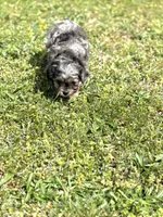 Cash, a male Cavapoo for sale in Athens, AL – Photo 3 of 8