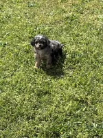 Cash, a male Cavapoo for sale in Athens, AL – Photo 2 of 8