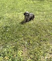Cash, a male Cavapoo for sale in Athens, AL – Photo 8 of 8