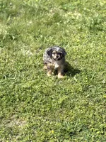 Cash, a male Cavapoo for sale in Athens, AL – Photo 7 of 8