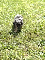 Cash, a male Cavapoo for sale in Athens, AL – Photo 4 of 8