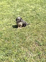 Cash, a male Cavapoo for sale in Athens, AL – Photo 5 of 8