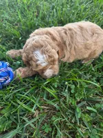 Link, a male Cavapoo for sale in Athens, AL – 3 of 5