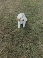 Joni, a female Cavapoo for sale in Athens, AL – 10 of 10