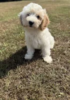 Jade, a female Cavapoo for sale in Athens, AL – 2 of 10