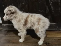 Goose, a male Australian Shepherd for sale in Athens, AL – Photo 5 of 6
