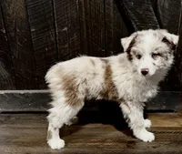 Goose, a male Australian Shepherd for sale in Athens, AL – Photo 6 of 6