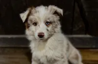 Goose, a male Australian Shepherd for sale in Athens, AL – Photo 1 of 6