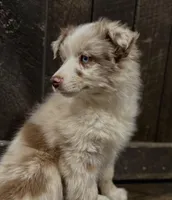 Goose, a male Australian Shepherd for sale in Athens, AL – Photo 2 of 6