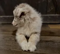 Goose, a male Australian Shepherd for sale in Athens, AL – Photo 3 of 6