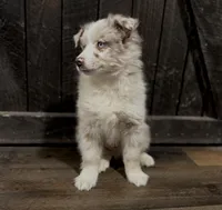 Goose, a male Australian Shepherd for sale in Athens, AL – Photo 4 of 6
