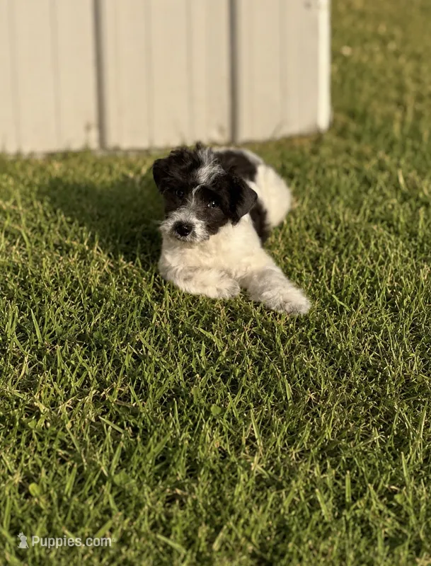 Lexie – Poodle - Toy  puppy for sale in Athens, AL
