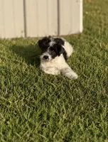 Lexie, a female Poodle - Toy  for sale in Athens, AL – 1 of 8