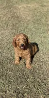 Kobe, a male Miniature Goldendoodle for sale in Athens, AL – 8 of 10