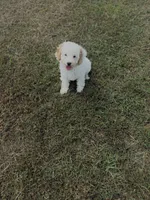 Joni, a female Cavapoo for sale in Athens, AL – 8 of 10
