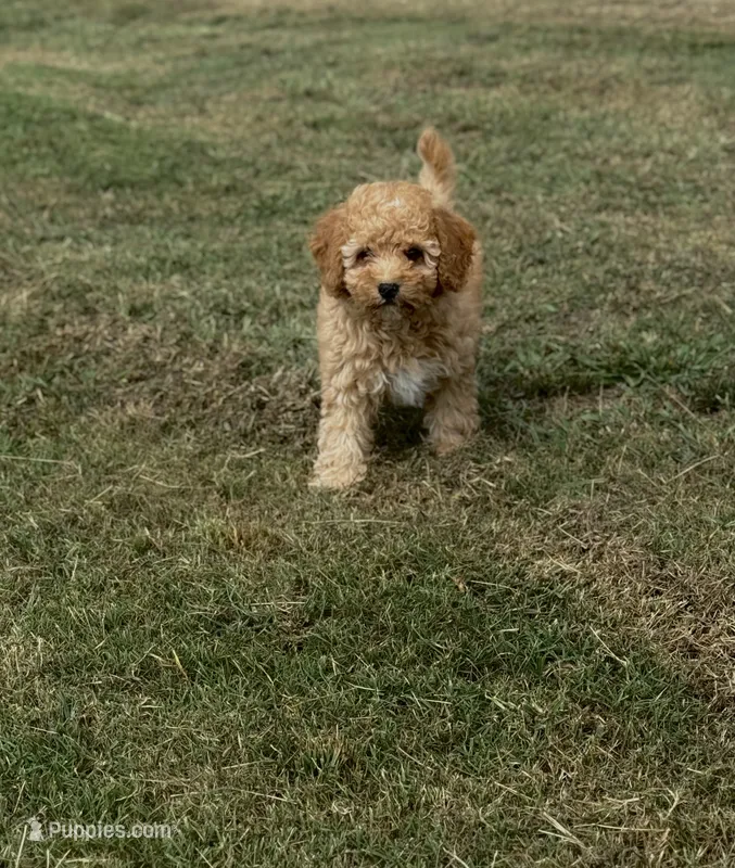 Jolene – Cavapoo puppy for sale in Athens, AL