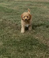 Jolene, a female Cavapoo for sale in Athens, AL – 1 of 10