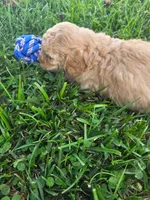 Rosco, a male Cavapoo for sale in Athens, AL – 2 of 3