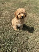 Jolene, a female Cavapoo for sale in Athens, AL – 7 of 10