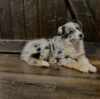 Goldie, a female Australian Shepherd for sale in Athens, AL – Photo 6 of 7
