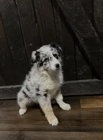 Goldie, a female Australian Shepherd for sale in Athens, AL – Photo 7 of 7