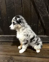 Goldie, a female Australian Shepherd for sale in Athens, AL – Photo 5 of 7