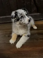 Goldie, a female Australian Shepherd for sale in Athens, AL – Photo 3 of 7