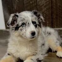Goldie, a female Australian Shepherd for sale in Athens, AL – Photo 1 of 7
