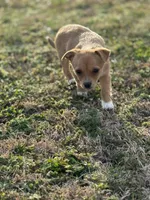 Chico, a male Chihuahua for sale in Athens, AL – Photo 1 of 8