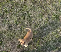 Chico, a male Chihuahua for sale in Athens, AL – Photo 8 of 8