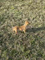Chico, a male Chihuahua for sale in Athens, AL – Photo 7 of 8