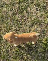 Chico, a male Chihuahua for sale in Athens, AL – Photo 3 of 8