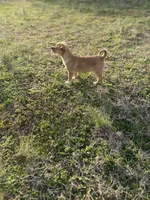 Chico, a male Chihuahua for sale in Athens, AL – Photo 6 of 8