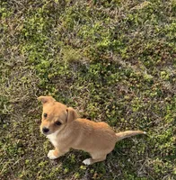 Chico, a male Chihuahua for sale in Athens, AL – Photo 5 of 8