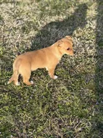 Chico, a male Chihuahua for sale in Athens, AL – Photo 4 of 8