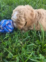 Link, a male Cavapoo for sale in Athens, AL – 5 of 5