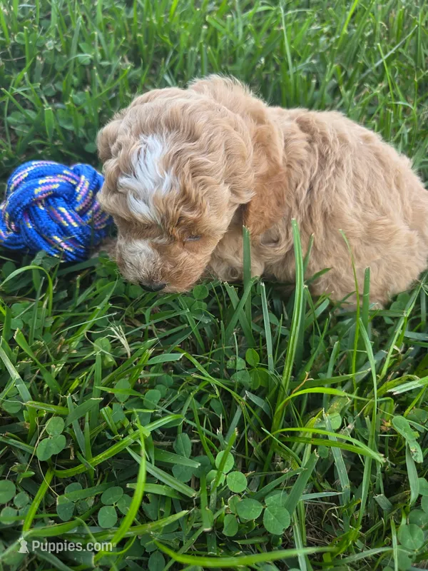 Link – Cavapoo puppy for sale in Athens, AL