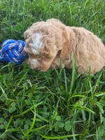 Link, a male Cavapoo for sale in Athens, AL – 1 of 5