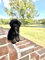 Sassy, a female Yorkipoo for sale in Athens, AL – 4 of 9