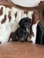 Sassy, a female Yorkipoo for sale in Athens, AL – 3 of 9