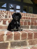 Sassy, a female Yorkipoo for sale in Athens, AL – 2 of 9