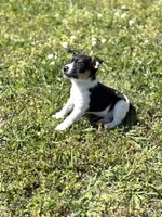 Jack, a male Rat Terrier for sale in Athens, AL – Photo 7 of 7