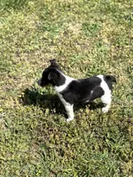 Jack, a male Rat Terrier for sale in Athens, AL – Photo 6 of 7