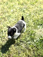 Jack, a male Rat Terrier for sale in Athens, AL – Photo 2 of 7